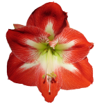 Amaryllis