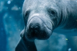 Manatee-Close-Up