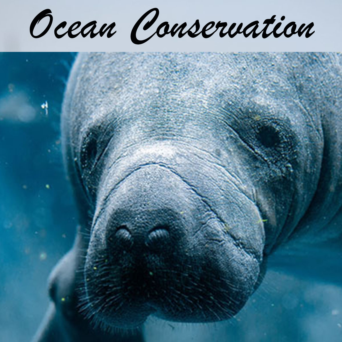 Ocean Conservation